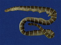 藏品(闊帶青斑海蛇)的圖片